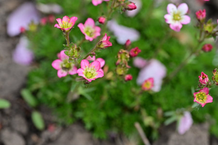 colorful little flower from close