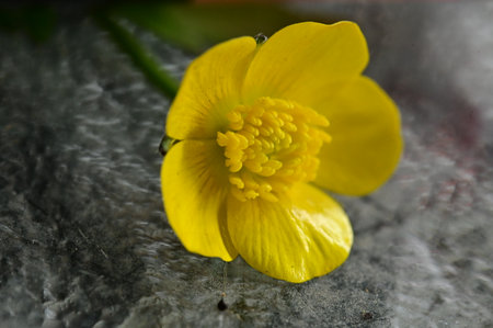 colorful wild flower from close