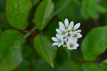very nice white little garden flower
