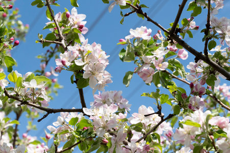fruit tree in my garden in the sunshineの写真素材