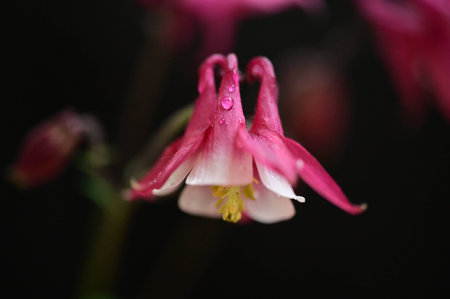very nice colored tulip flower from closeの写真素材