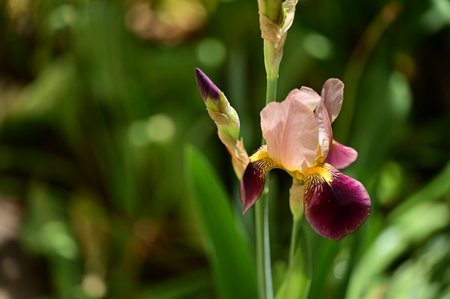 iris colorful spring garden flower from close