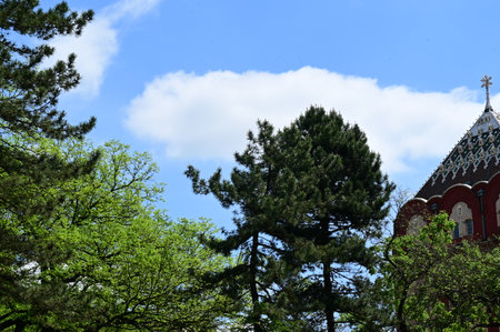 very high tree in the sunshine