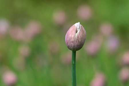 bud flower very nice plant in my gardenの写真素材