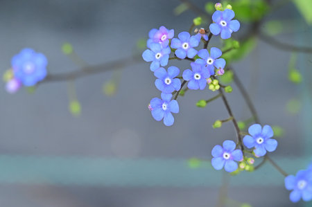 very nice colorful little blue flower from close