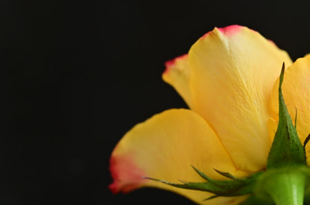 very nice colorful rose flower petalsの写真素材