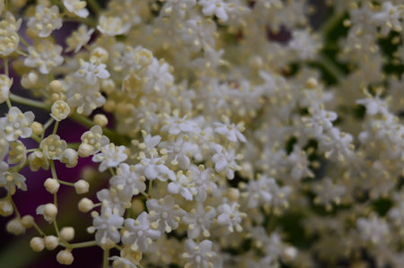 elderberry flower from closeの写真素材