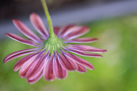 colorful garden flower from behind