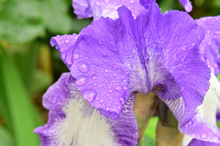 iris colorful flower in the rainの写真素材