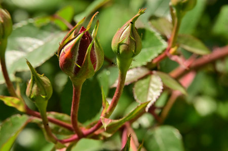 bud ros flower in the sunshine from close