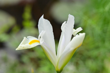 iris very nice colorful flower from close