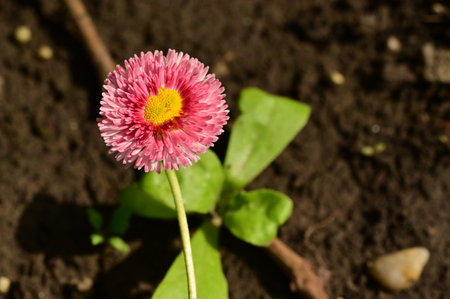 daisy beautiful colored flowr in the sunshineの写真素材