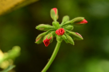 geranium bud verynice plant from close