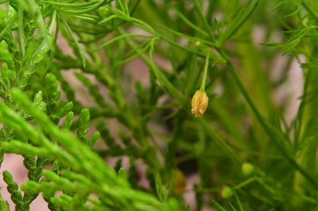 colorful bud flower in my gardenの写真素材