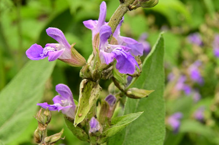 colorful garden flower from closeの写真素材