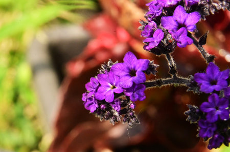 very pretty colorful little garden flowerの写真素材