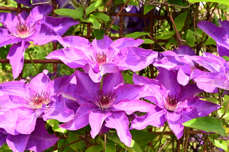 clematis very pretty colorful garden flowerの写真素材