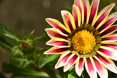beautiful colored garden flower from closeの写真素材