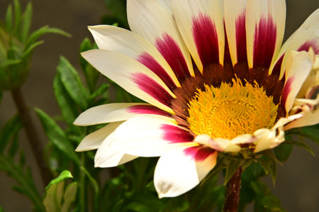 colorful garden flower from closeの写真素材