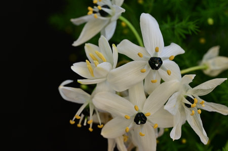 white garden flower from closeの写真素材