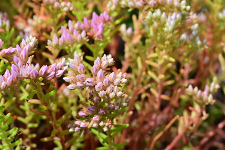 very nice colorful garden flower from closeの写真素材