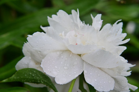 peony very nice white garden flowerの写真素材