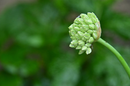 very pretty bud garden flower from closeの写真素材