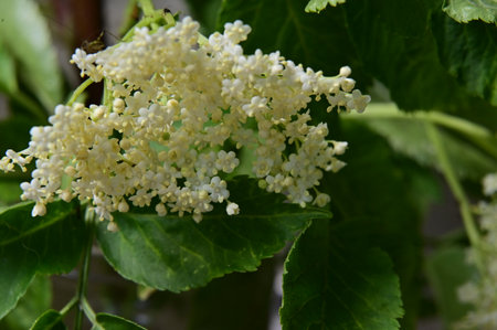 elderberry flower in the sunshine from closeの写真素材