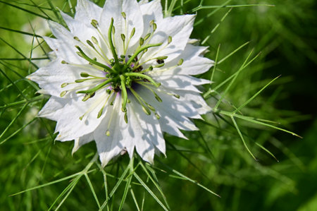 garden white flower from closeの写真素材