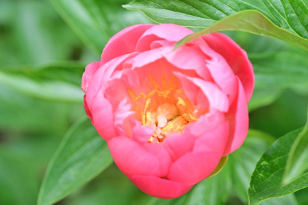 peony very pretty colorful garden flowerの写真素材