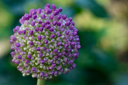 colorful garden flower from close