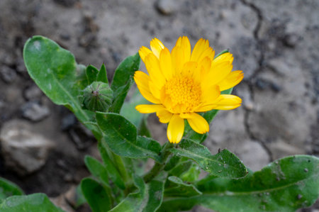 marigold very nice colorful flower