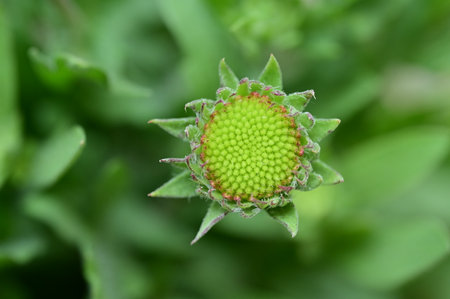 green flower bud in the garden, closeup of photo with shallow depth of fieldの写真素材