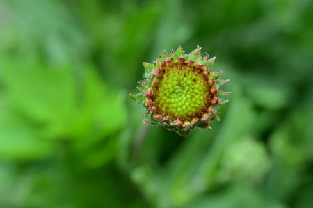 Close up of a green flower bud with green leaves in the backgroundの写真素材