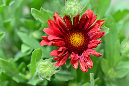 Red flower of a chrysanthemum in the garden.の写真素材