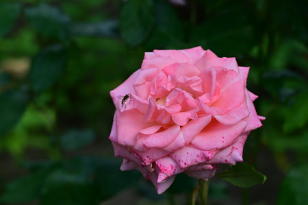 Beautiful pink rose in the garden on a background of green leavesの写真素材