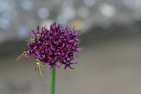 Close up of a purple Allium giganteum flower with a waspの写真素材