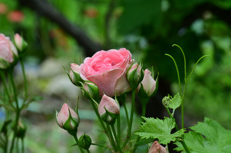 Pink roses in the garden, close-up, shallow depth of fieldの写真素材