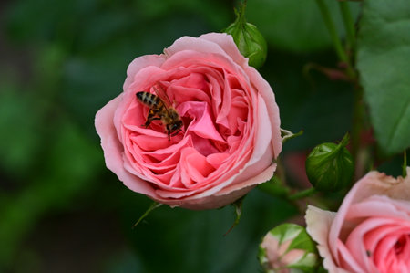 Honey bee on pink rose flower. Bee on pink rose.の写真素材