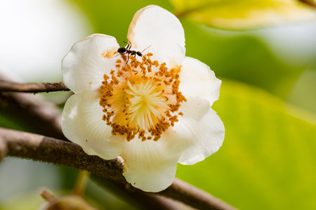 White flower with ant on nature background. (Cannonball tree)の写真素材