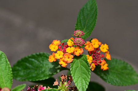 Lantana camara flowers in the garden, closeup of photoの写真素材