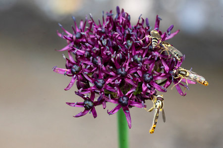 Close up of a purple allium flower with two wasps.の写真素材