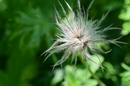 dry garden flower from closeの写真素材