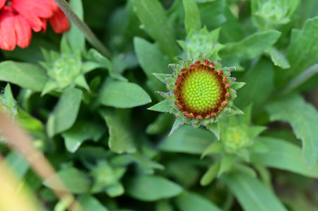 bud garden flower from closeの写真素材