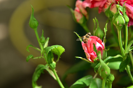 bud rose flowr from close in my garden