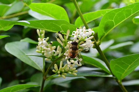 fly on the white flower from close