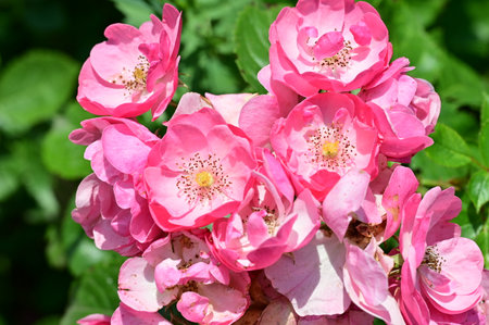 Blossoming pink roses in the garden on a sunny summer dayの写真素材