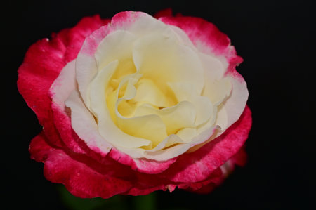 colorful rose flower from closeの写真素材