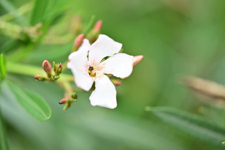 oleander very pretty flower from close
