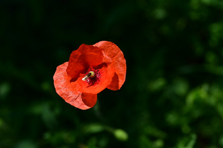 poppy very nice colored flower from closeの写真素材